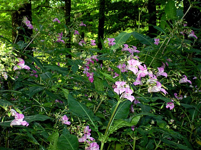 Image 05