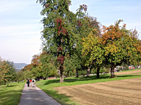 Picture gallery of the hike from Neerach to Kaiserstuhl - Image 03