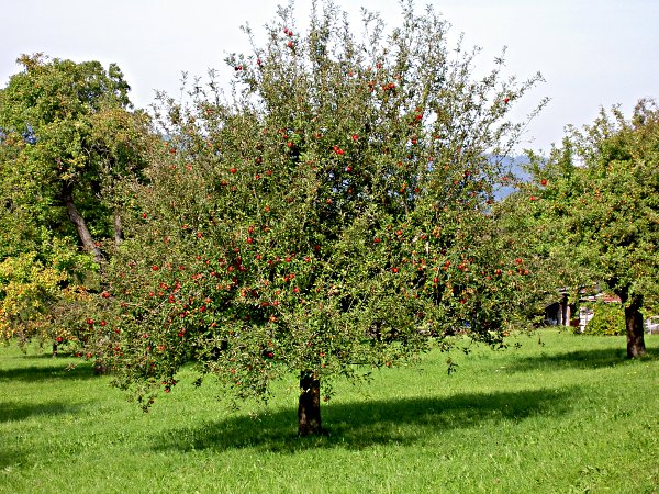 Picture gallery of the hike from Neerach to Kaiserstuhl - Image 04