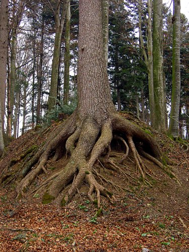 Image 01