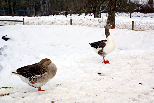Image 01